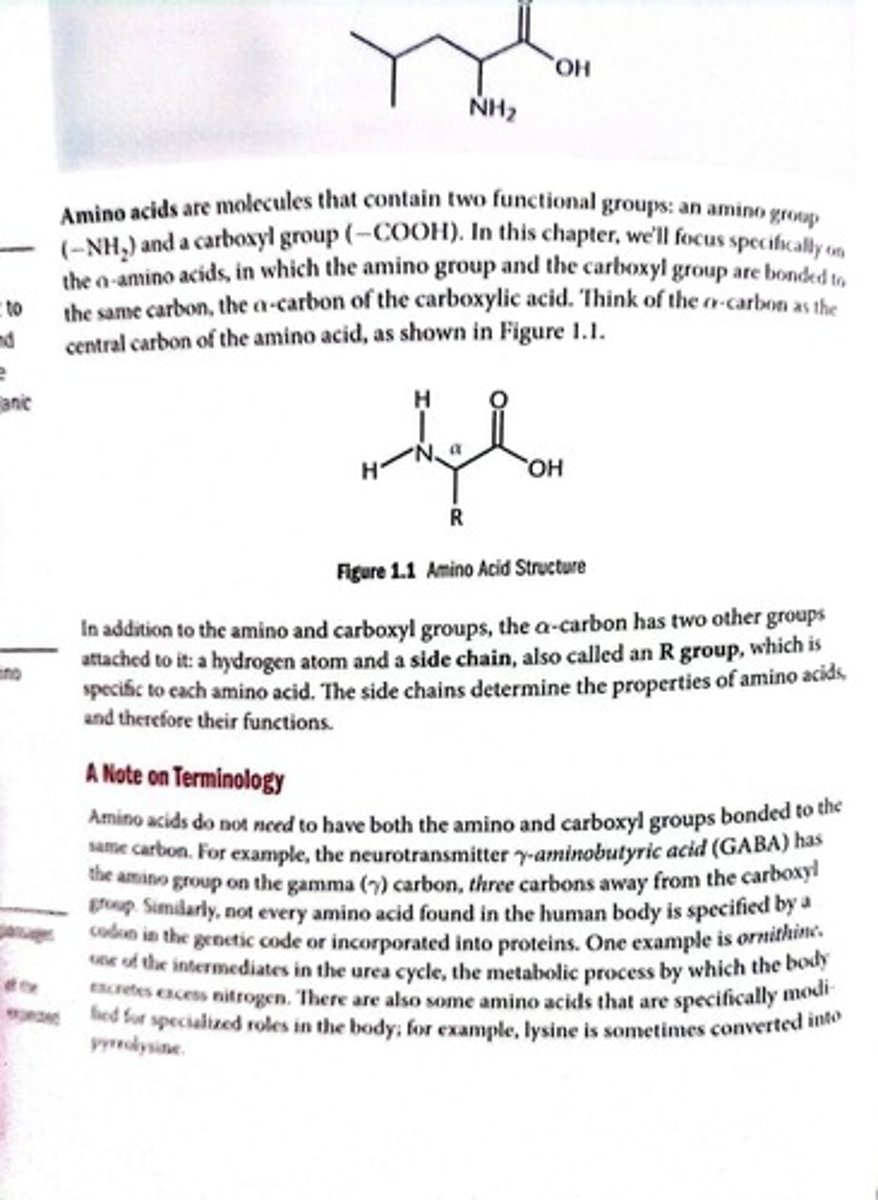 <p>Molecule with amino and carboxyl functional groups.</p>