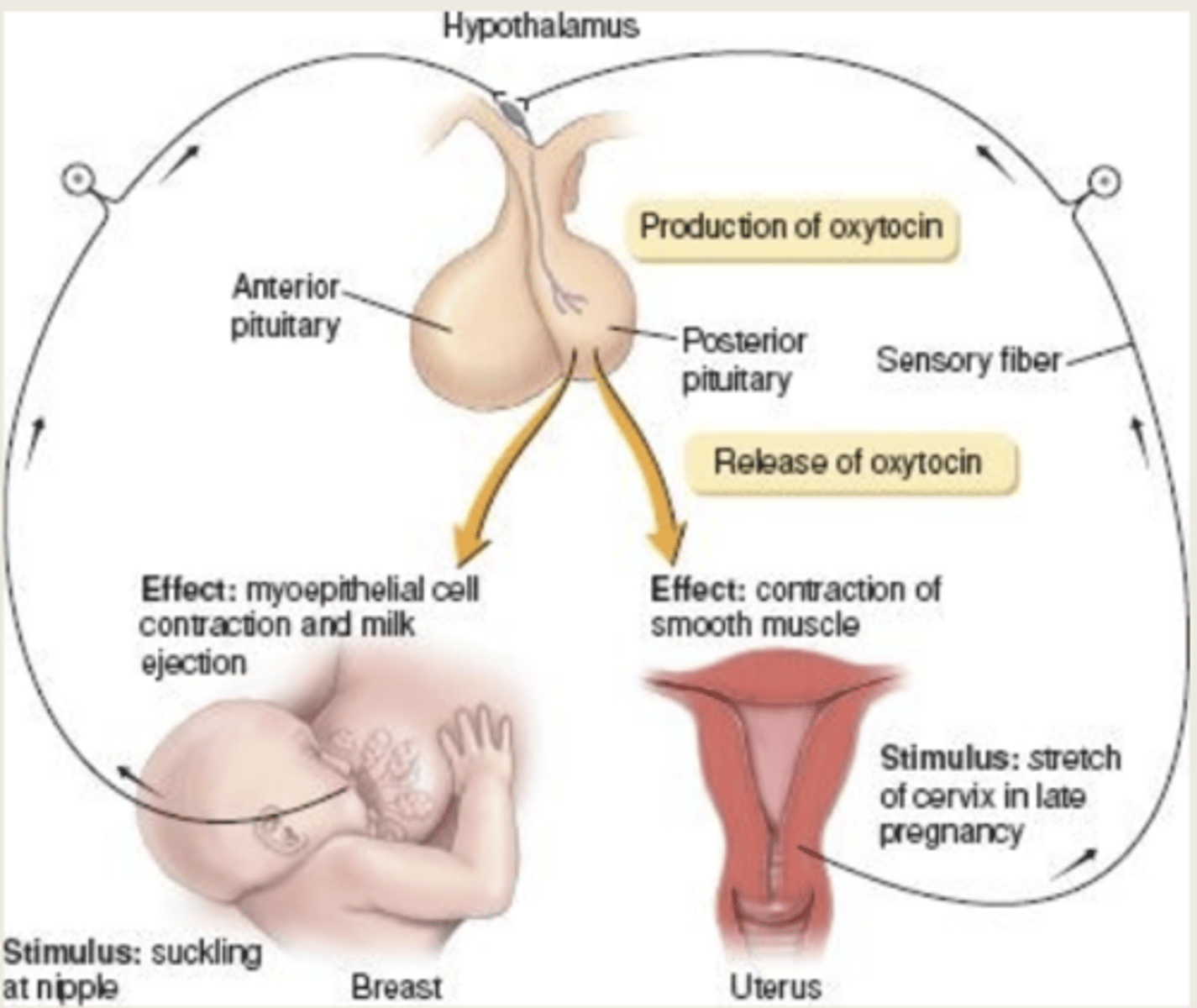 <p>Used in reproductive medicine <br>• Pitocin® - synthetic oxytocin<br>• Used to induce or speed up labor<br>• Used to expel placenta/debris<br>after giving birth<br>• Use to stimulates milk let down</p>