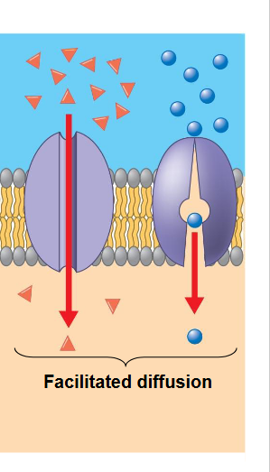 <ul><li><p class="ds-markdown-paragraph"><span>Passive movement </span><strong><span>down</span></strong><span> a concentration gradient.</span></p></li><li><p class="ds-markdown-paragraph"><span>Requires </span><strong><span>specific transport proteins</span></strong><span> (channels or carriers).</span></p></li><li><p class="ds-markdown-paragraph"><span>Differs from simple diffusion because it is for molecules that </span><strong><span>can't cross the lipid bilayer alone</span></strong><span> (e.g., ions, large polar molecules).</span></p></li></ul><p></p>