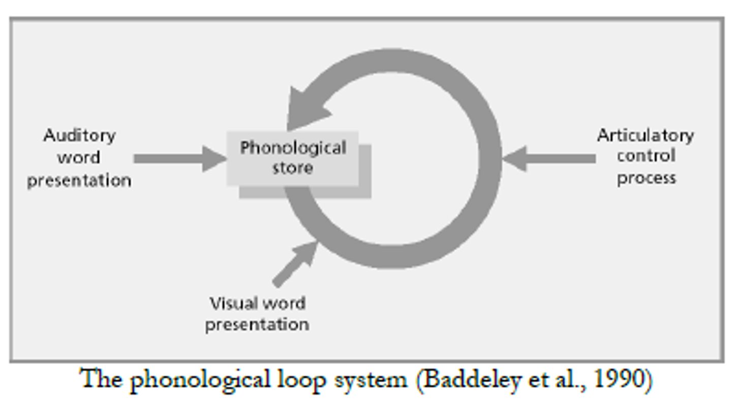 <p>holds verbal and auditory information (ex: following a phone conversation)</p>
