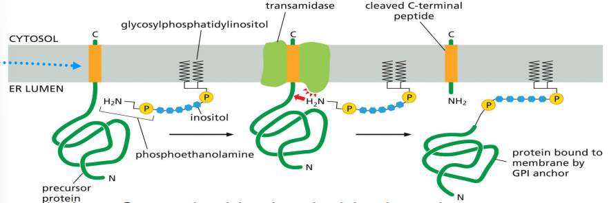 <p>target protein has c-terminal hydrophobic domain with signal for GPI anchor</p><p>GPI anchor is pre-formed in membrane</p><p>ER enzyme transfers protein to GPI anchor</p><p>GPI-anchored protein ends up on ER luminal side and can go to cell exterior surface</p>