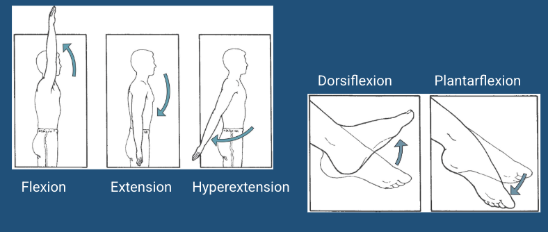 <p>Are these sagittal plane, frontal plane, or transverse plane movements?<br><br>Flexion, extension, hyperextension, dorsiflexion, and plantar flexion</p>