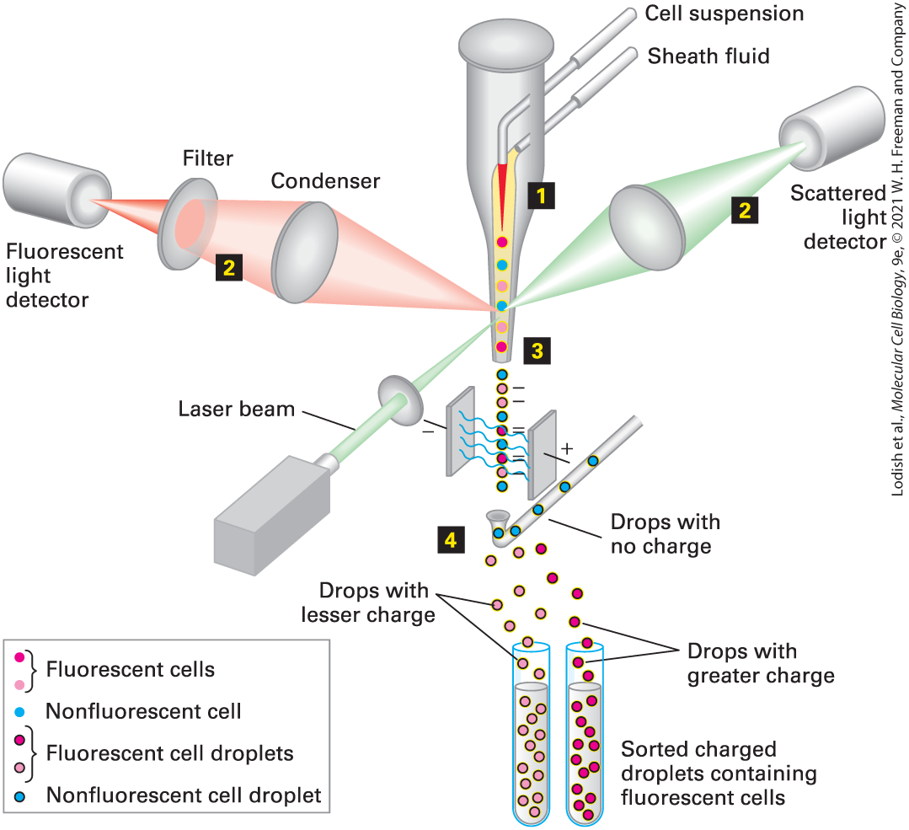 <p>Fluorescence Activated Cell Sorter, sorts cells based on fluorescent properties by making flr. cells negatively charged and pushing them into a separate chamber, and counts the number of cells. </p>