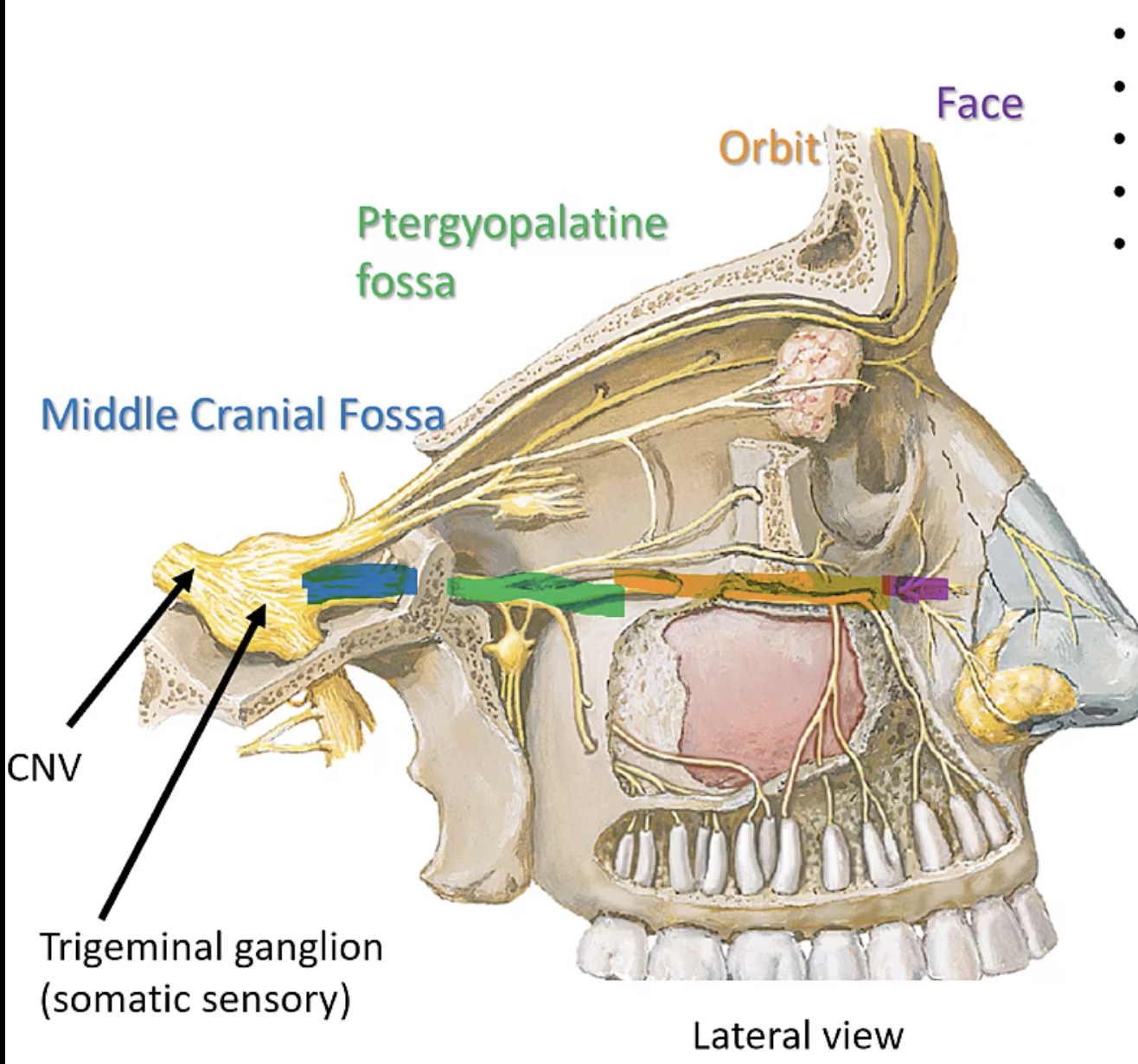 <ol><li><p>middle cranial fossa at trigeminal ganglion</p><p>(foramen rotundum)</p></li><li><p>pterygopalatine fossa (branches to nasal cavity, palate, maxillary teeth)</p><p>(infraorbital fissure)</p></li><li><p>orbit (as infraorbital n)</p><p>(infraorbital foramen)</p></li><li><p>face</p></li></ol><p></p>
