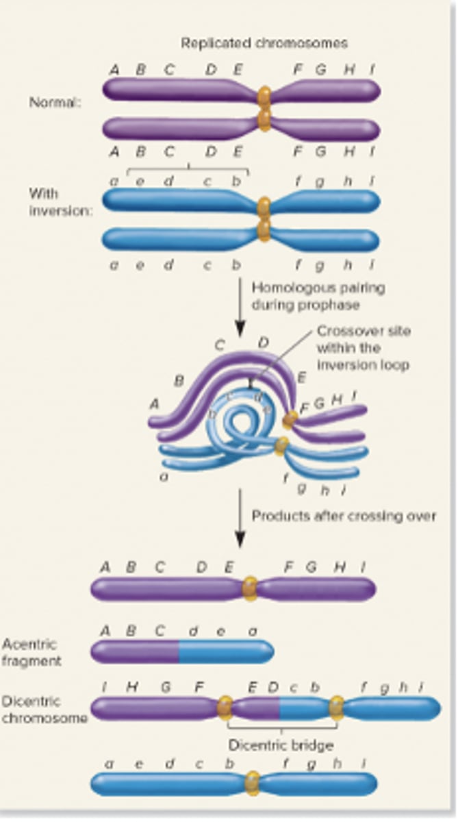 <p>The region between the two centromeres in a dicentric chromosome.</p>