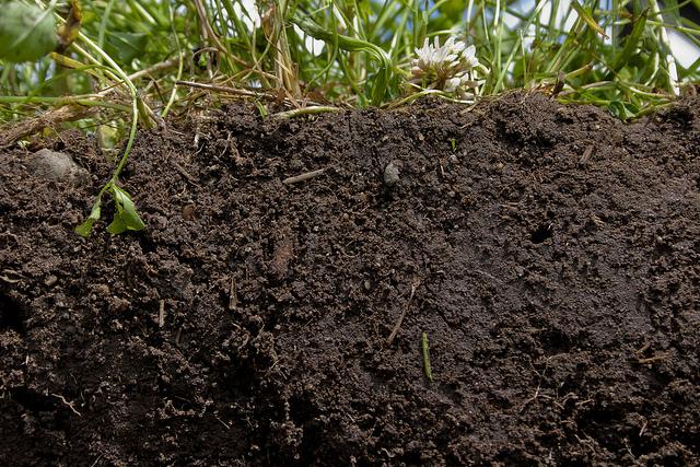 anything that was alive and is now in or on soil, usually carbon-based compounds