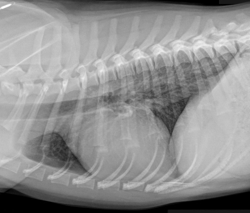<p>History, clinical signs, haematology, biochemistry, biopsy, swab, culture, parasitology, and X-rays</p>