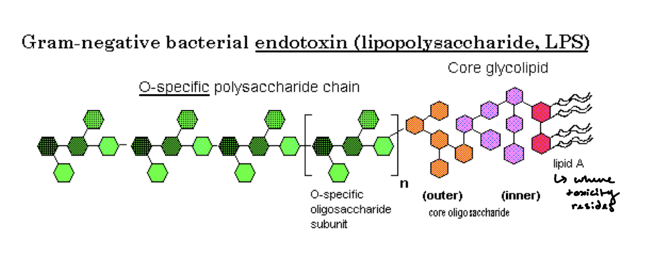 <p>Gram positive because of the lack of an outer membrane.</p>