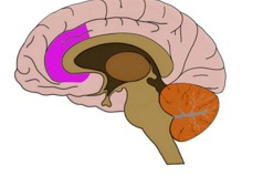 <ul><li><p>Anterior cingulate cortex</p></li></ul><p></p>