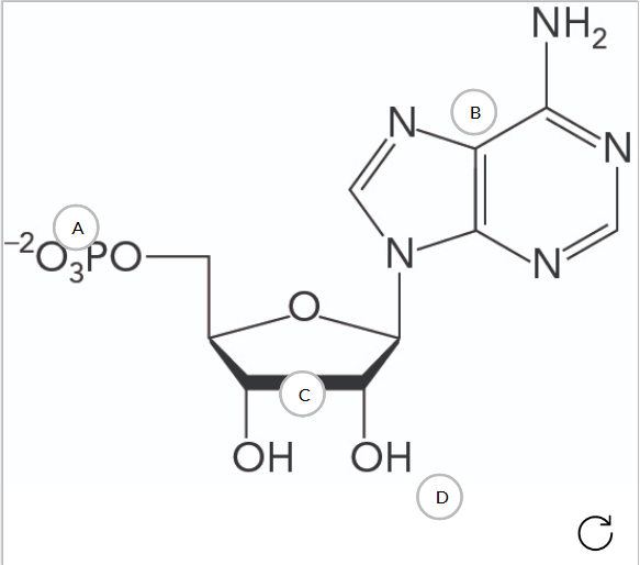 <p>Label the nucleotide. Word bank: Adenine nucleotide base, ribose sugar, 2’- hydroxyl group, and 5’- phosphoryl group</p>