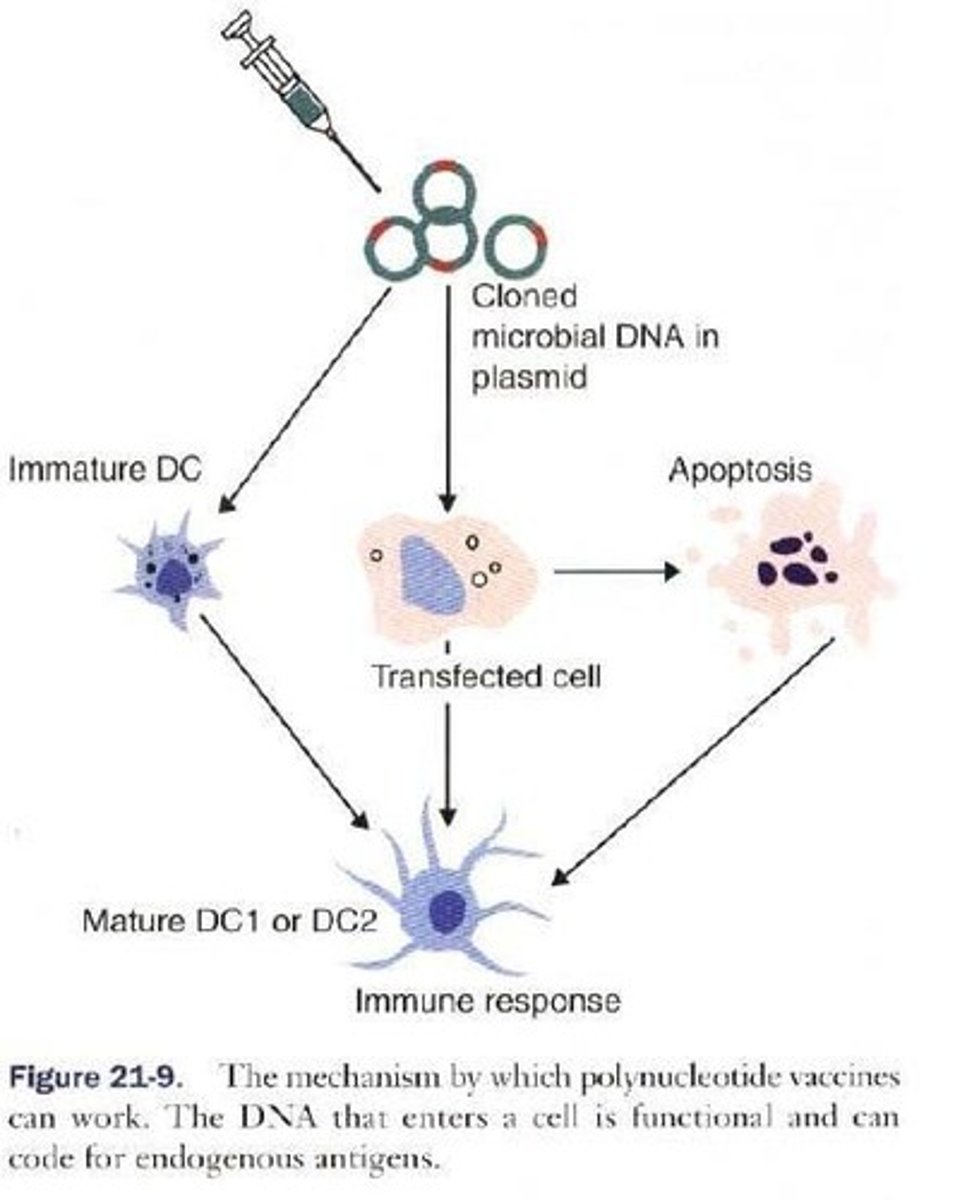<p>Vaccines that involve the injection of DNA encoding foreign antigens, which is taken up by host cells and transcribed into proteins.</p>