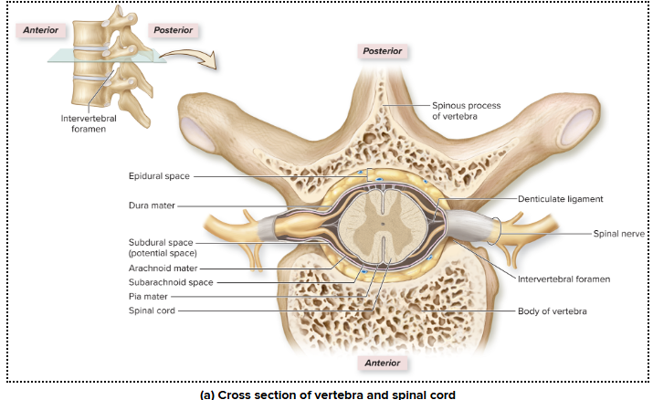 <p>Bony Protection (Vertebral Column)</p>