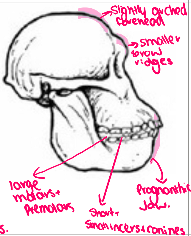 <ul><li><p>3.2-2 million YA</p></li><li><p><strong>Southern </strong>Africa</p></li><li><p>some curvature of fingers and toes </p></li><li><p>big toe not apposable </p></li><li><p>long arms but shorter than legs </p></li><li><p>short and wide pelvis but less rounded than humans </p></li><li><p>features for bipedalism </p></li><li><p>480cm3 cranial capacity</p><ul><li><p><strong>looks like robustus but no crest </strong></p></li></ul></li></ul><p></p>