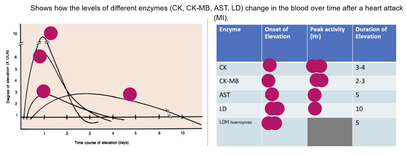 <p>Shows how the levels of different enzymes (CK, CK-MB, AST, LD) change in the blood over time after a heart attack (AMI)</p><ul><li><p>Onset of Elevation: When something (like a test result or symptom) first starts to appear.</p></li><li><p>Peak Activity: The highest point or maximum level it reaches.</p></li><li><p>Duration of Elevation: How long it stays elevated before going back to normal.</p></li></ul><p></p>