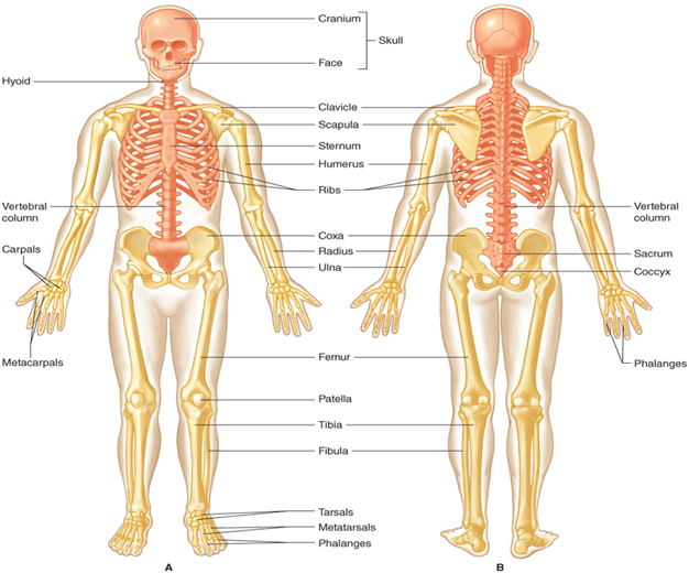 <ul><li><p>bones, joints, and related connective tissues. </p></li><li><p>206 bones in the adult skeleton. </p></li><li><p>two major divisions: </p><ul><li><p>the axial skeleton </p></li><li><p>appendicular skeleton.</p></li></ul></li></ul><p></p>