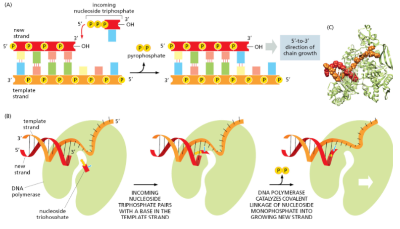 <p>Only in the 5′ → 3′ direction. (DNA polymerases can add nucleotides only to the 3’ end of a DNA strand)</p>
