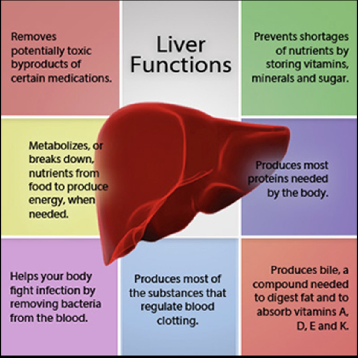 <p>liver function</p>