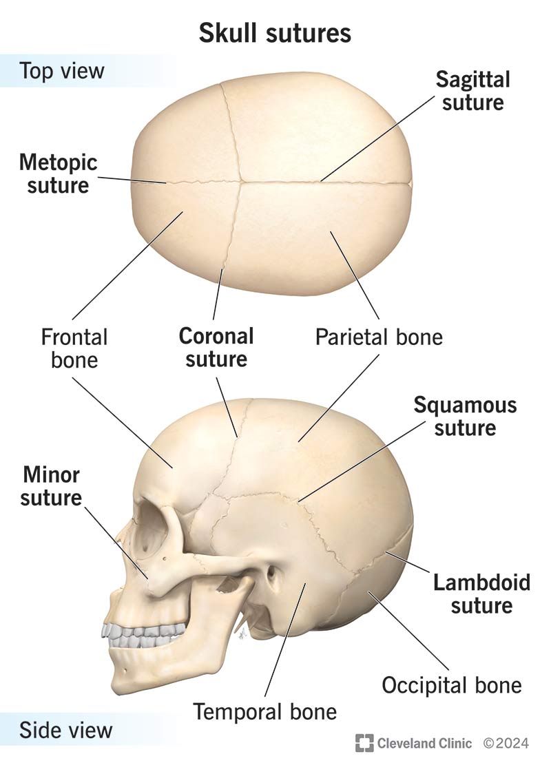<p>Sutural Bones</p>