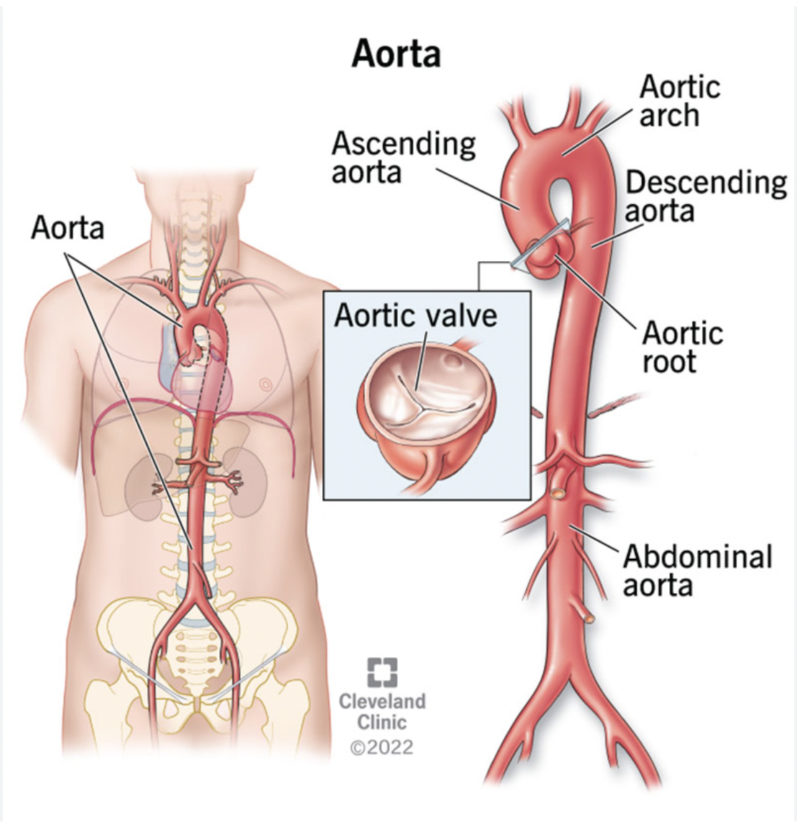 <p>Toward the back or spine</p><p>EX: The spinal column is dorsal to the aorta</p>