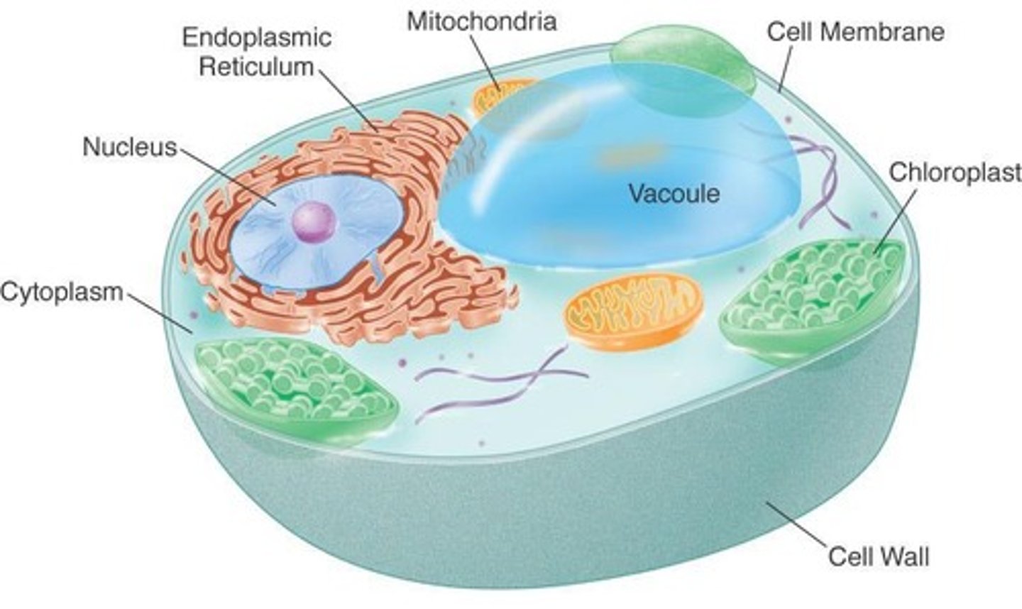 <p>the specialized organelle in plants responsible for photosynthesis (production of chemical energy from light energy)</p>
