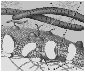 For the following questions, match the labelled component of the cell membrane in the figure with its description. Which of the following is a glycolipid?