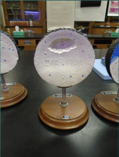 <p>what is occurring in this model?</p>