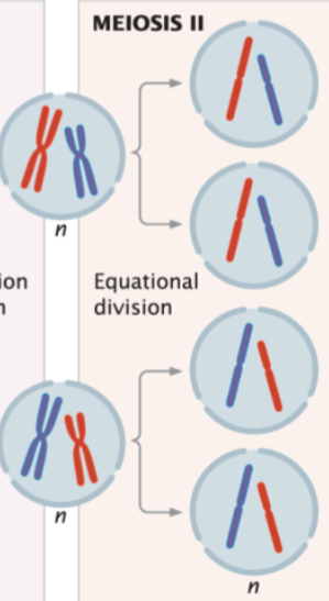 <p>separate sister chromatids</p>