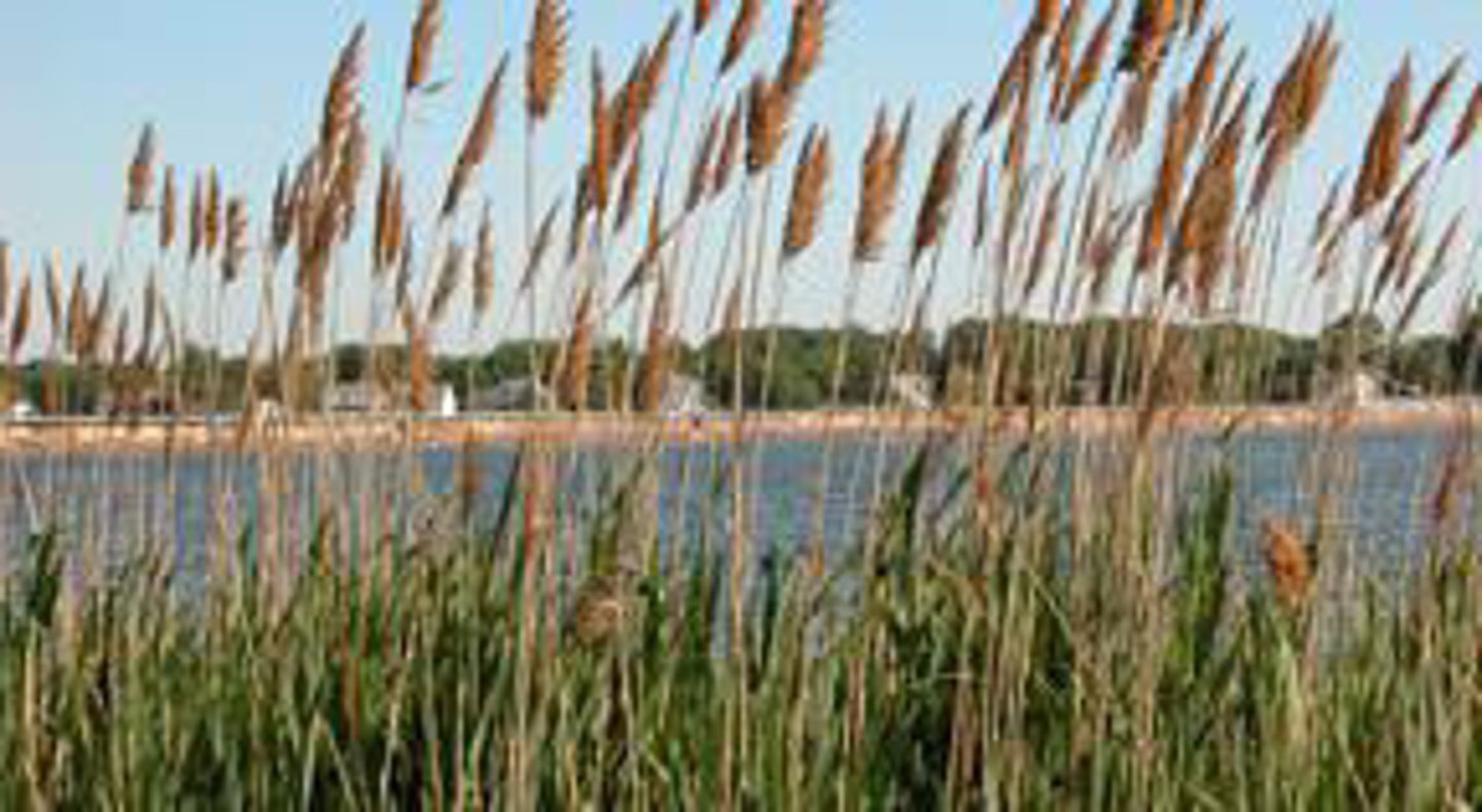 <p>Wetland plants that are rooted in the soil but have portions of leaves, stems, and flowers extending above the water’s surface.</p>