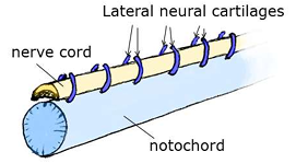 <p>It <strong>persists as the main axial skeleton</strong>.</p><p></p>