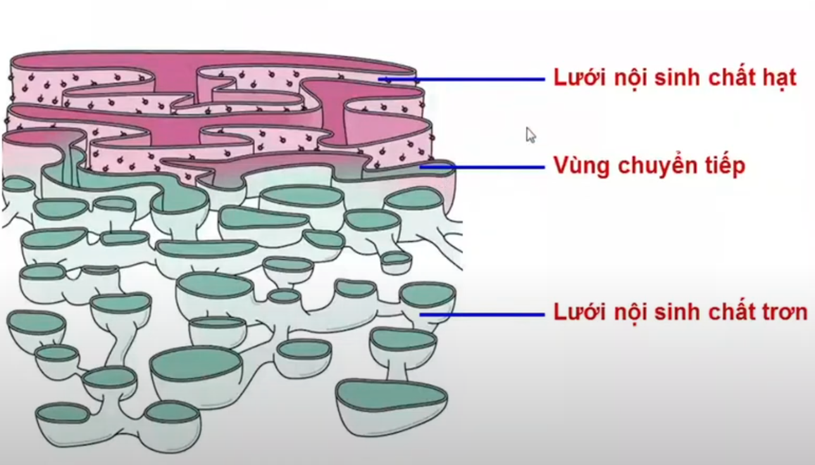 <p>Túi chế tiết có chức năng gì ? </p>