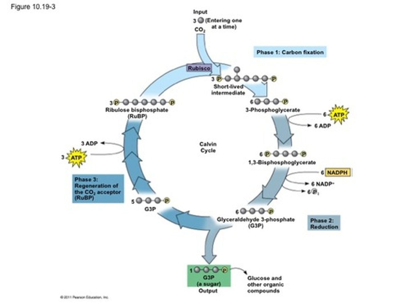 <p>uses ATP from the light reactions</p><p>makes 3 ribulose bisphosphate to restart calvin cycle.</p>