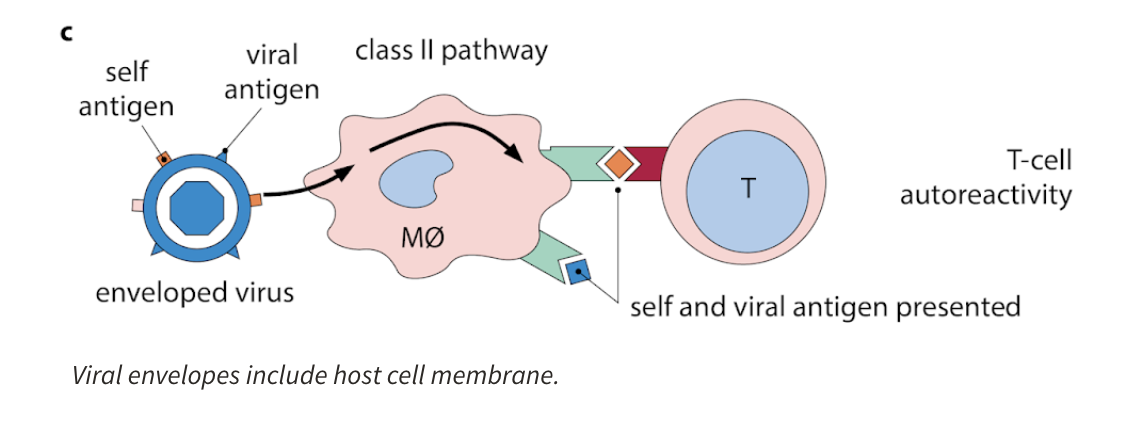 <ul><li><p>activated APC might present both self and non-self antigen at the same time</p></li></ul><p></p>
