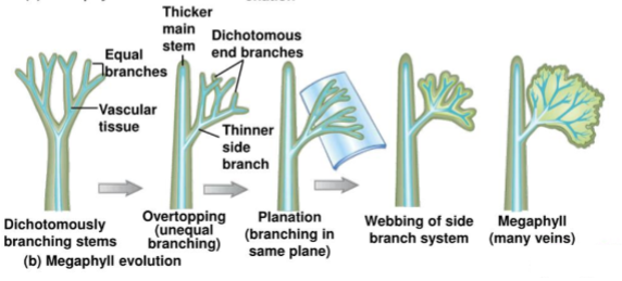 <p>large leaves with pattern of branching veins</p>