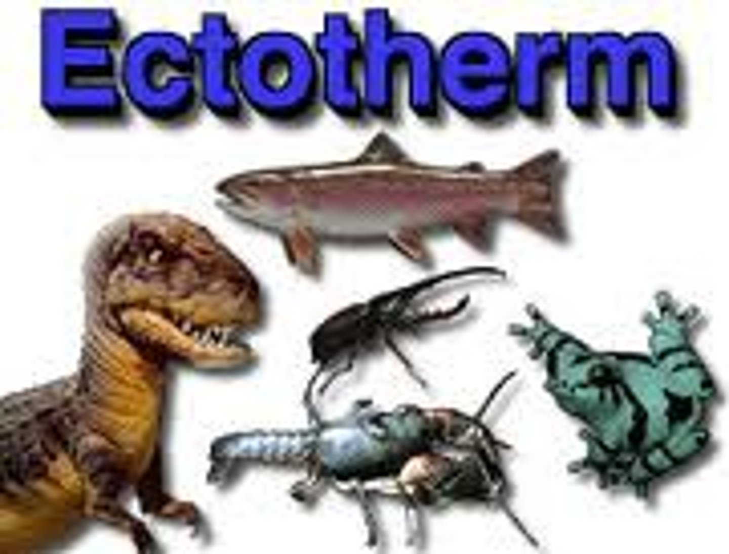 <p>An animal whose body does not produce much internal heat</p>