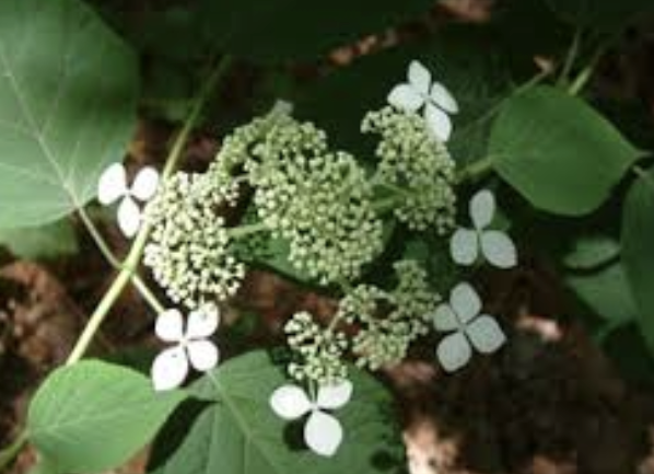 <p><em>Hydrangea arborescens</em></p><p>Hydrangeaceae</p>