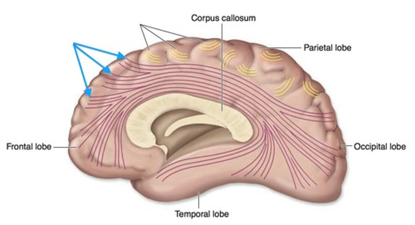 <p>Tracts of white matter that connect different areas of gray matter of the same hemisphere.</p><p>Connect nearby gyri of the same lobe or gyri of different lobes.</p>