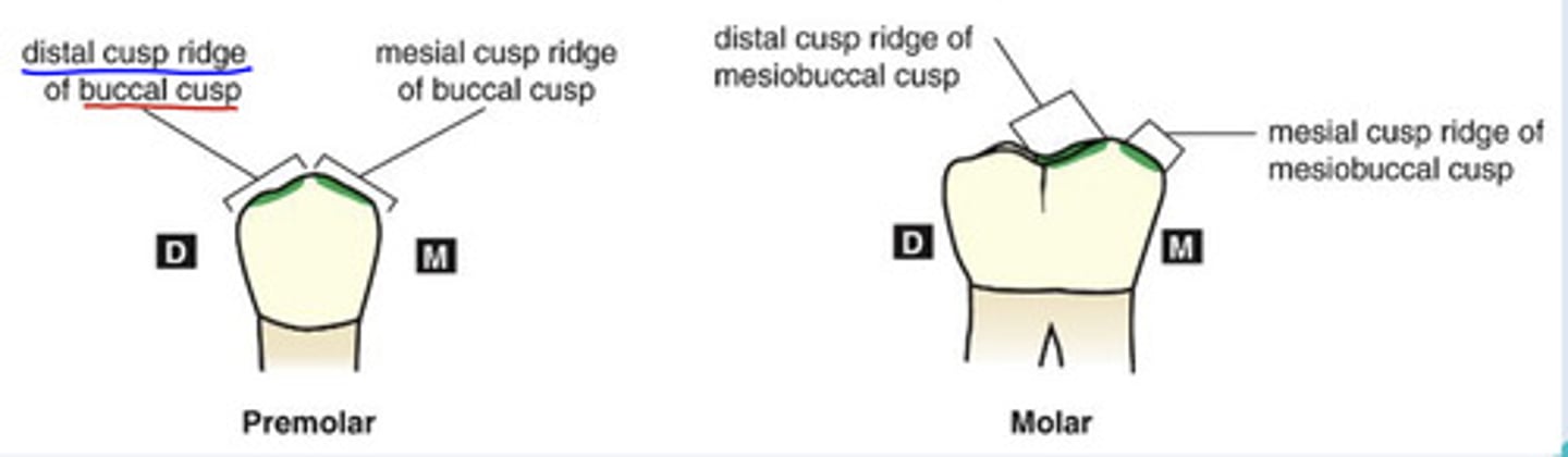 <p>each cusp can be thought of having 4 ridges that intersect at the cusp tip</p><p>-each ridge is named for the surface it extends from</p>