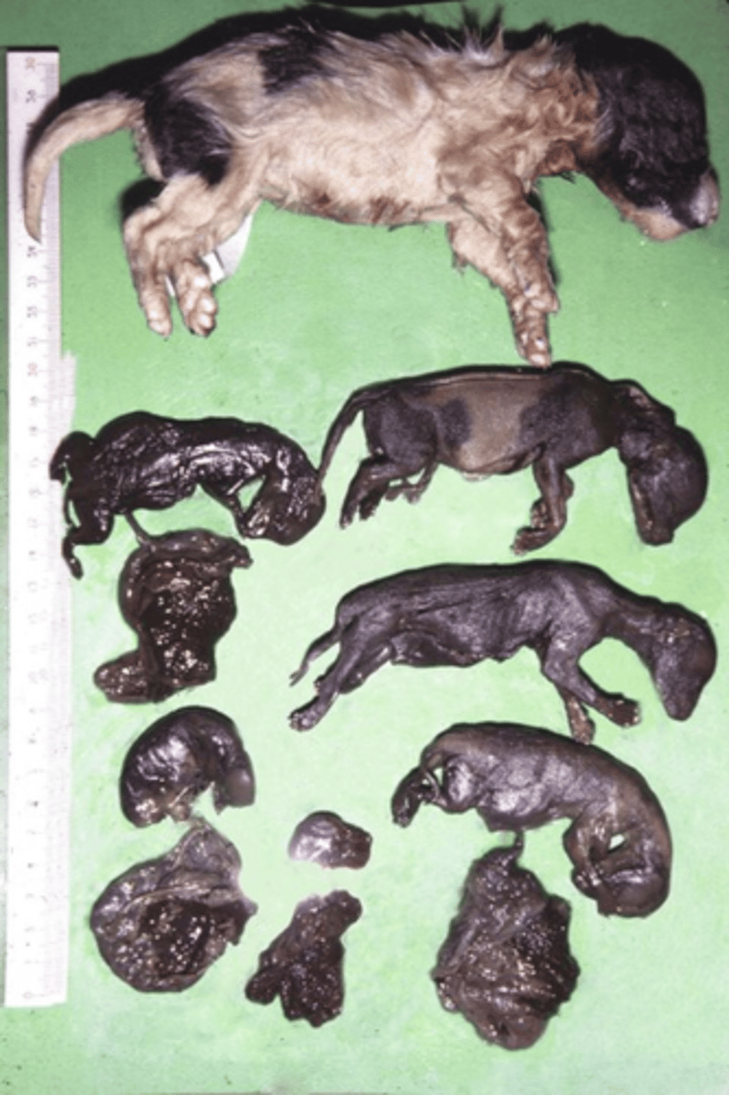 <p>💉 Family: Herpesviridae (Varicellovirus)</p><p>Disease: Fading Puppy Syndrome / Hemorrhagic Disease of Neonates</p><p>Systems: Multi-organ (neonates), reproductive (adults)</p><p>⚠️ Clinical Signs: Puppies—crying, lethargy, abdominal pain, death; Adults—abortion, stillbirth)</p><p>🔬 Histopathology: Multifocal necrosis and haemorrhage, intranuclear inclusions</p>