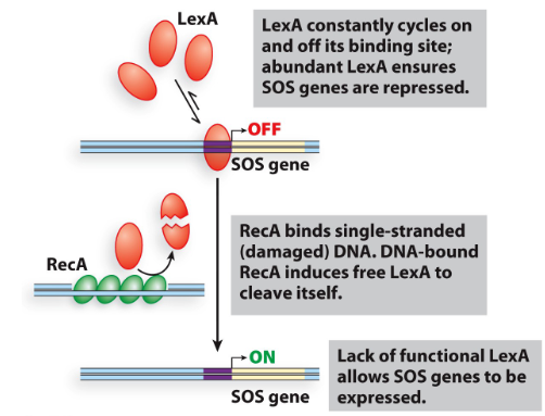 <ul><li><p>LexA is a repressor; it binds to the operator to turn off genes in SOS system</p></li><li><p>RecA binds to single stranded (damaged) DNA which causes free LexA to cleave itself so it can no longer repress this allows SOS genes to be expressed</p></li><li><p>essentially, DNA damage leads to LexA inactivation</p></li></ul>