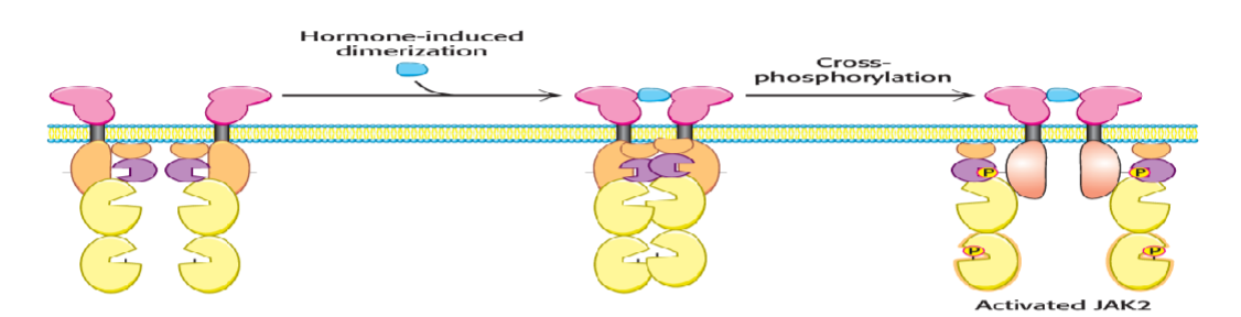 <p>dimerization, cross-phosphorylation</p><p>example: growth hormone receptor</p>
