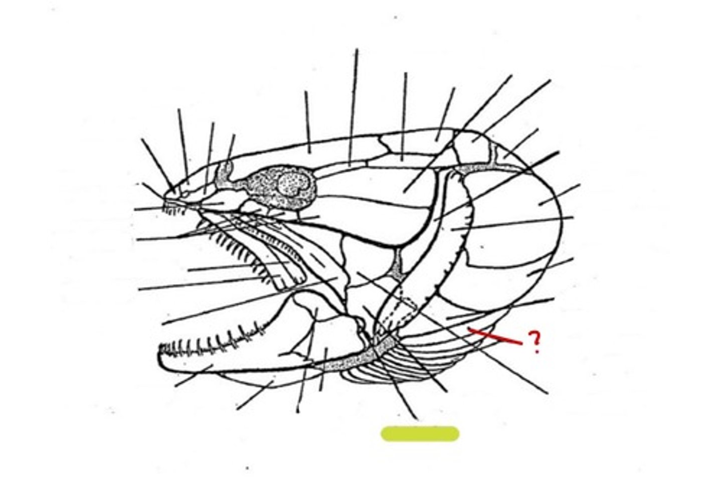 <p>What bone is this</p>