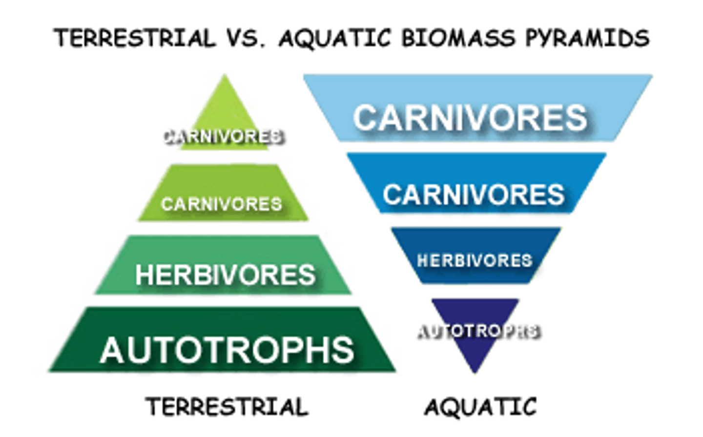 <p>the transfer of energy from one part of an ecosystem.</p>
