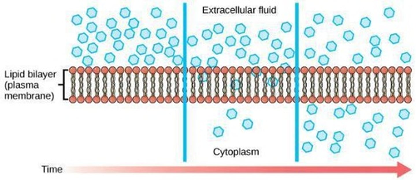 <p>Movement across membrane without energy input.</p>