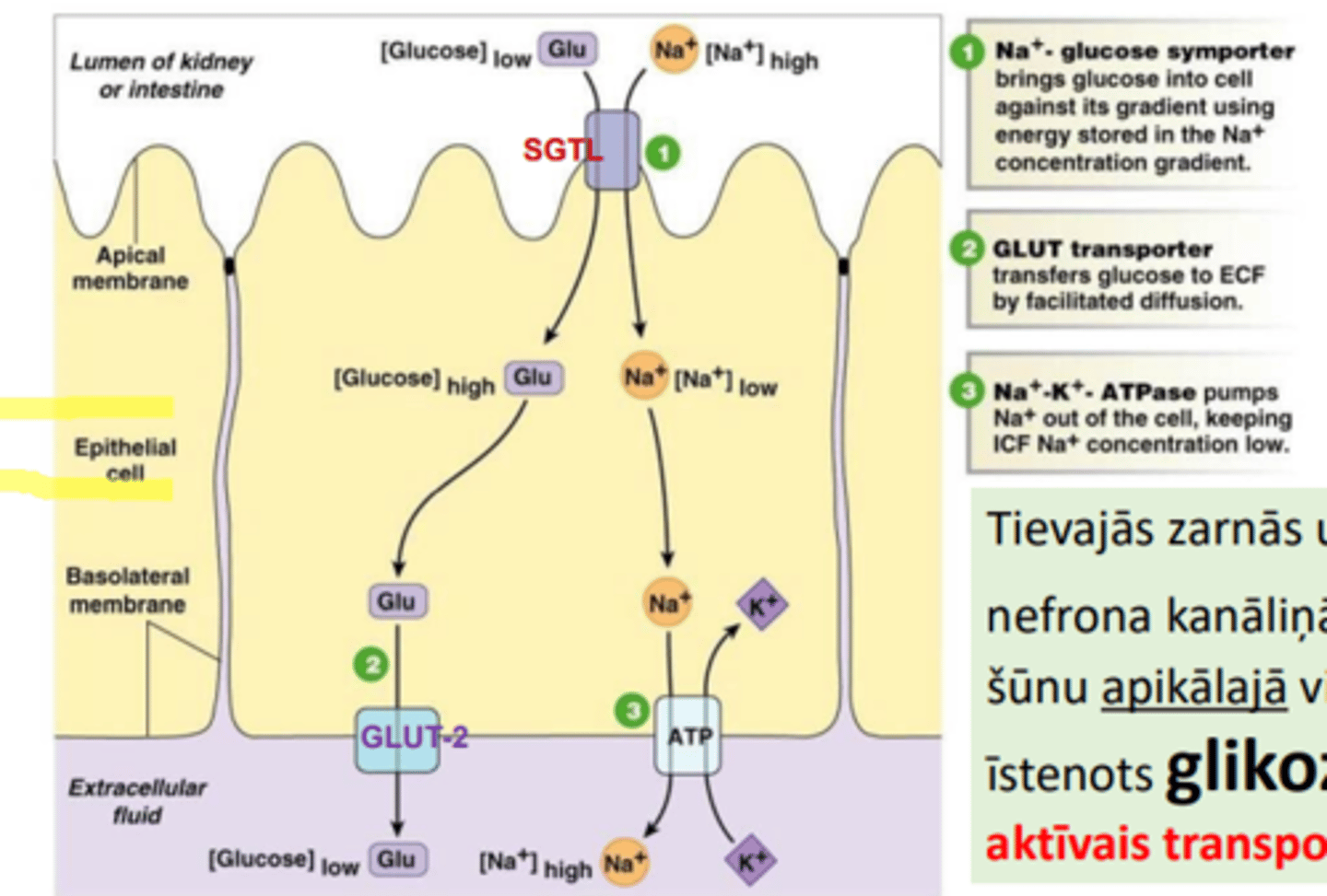 <p>sekundāri aktīvais transports</p><p>Savukārt bazolaterālajā virsmā no šūnas glikoze tiek transportēta atvieglotās difūzijas ceļā (pasīvi) ar GLUT-2.</p>