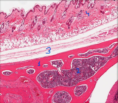 <p>Name the structure each number is surrounding. </p>