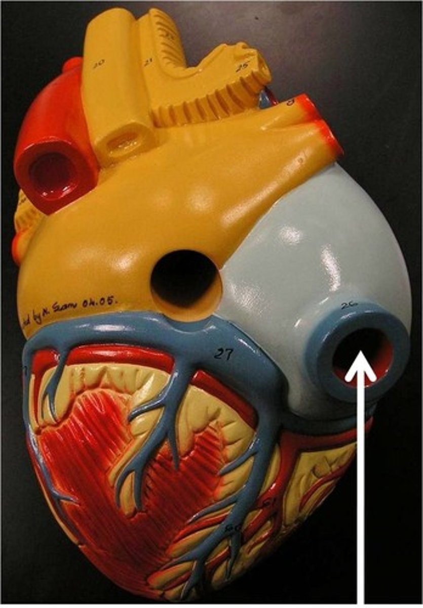 <p>Returns deoxygenated blood from below diaphragm to right atrium</p>