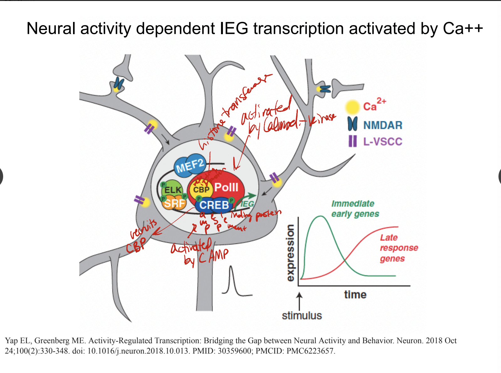 * activated by Ca
* neural activity dependent on it
* IEG responds right after stimulus and LRG (Late response Genes) respond after a long period of time
