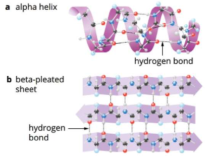 <ul><li><p>the shape of a polypeptide chain caused by folding and coiling</p></li><li><p>determined by hydrogen bonds between the amine and carboxyl groups of different amino acids.</p></li></ul><p><strong>ALPHA HELIX</strong></p><p><strong>BETA PLEATED SHEETS</strong></p>