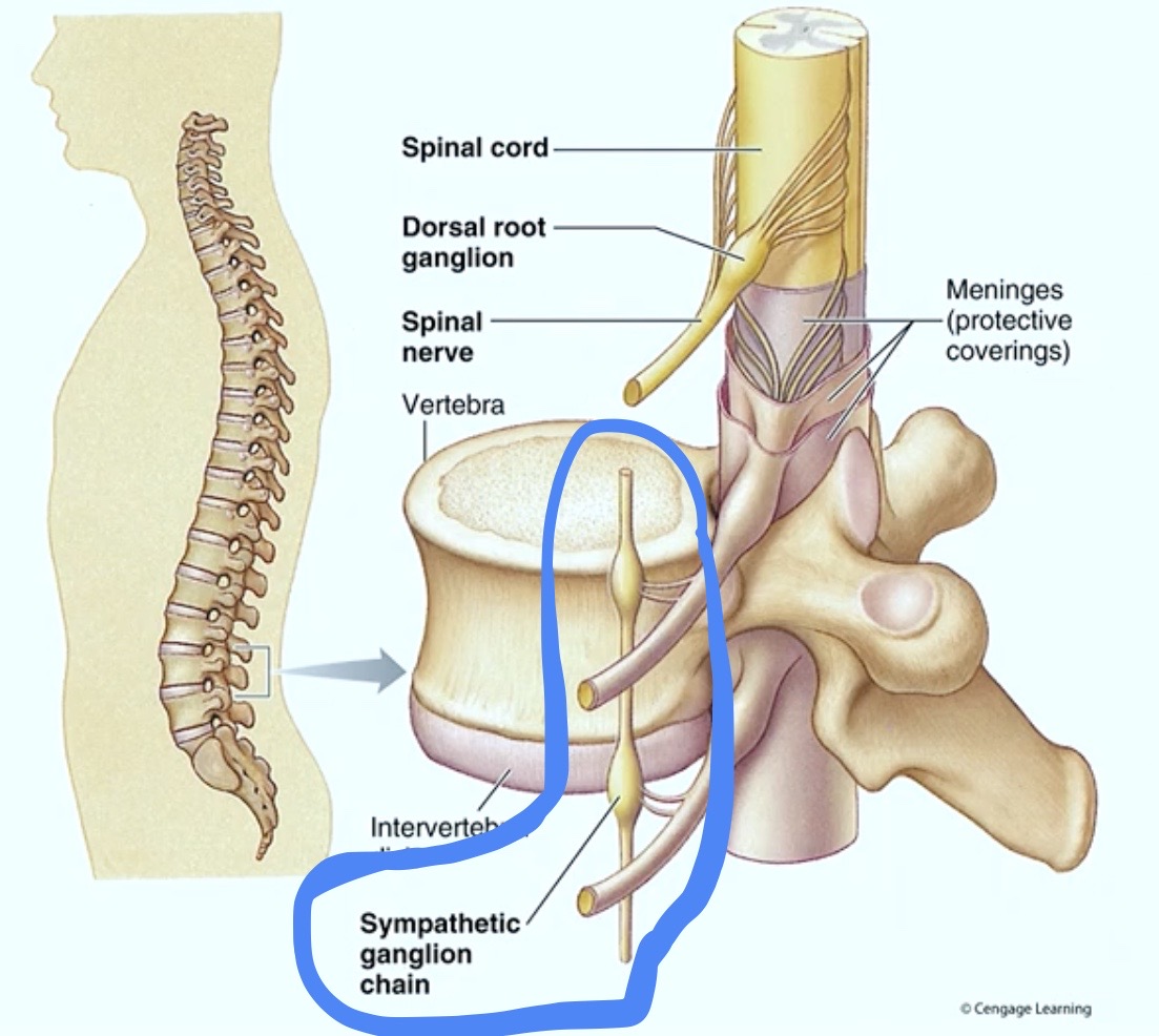 <p><strong>Synaptic Ganglion Chain</strong></p><ul><li><p>it’s literally about an <strong>inch away from</strong> the<strong> spinal cord</strong></p></li></ul><p></p>