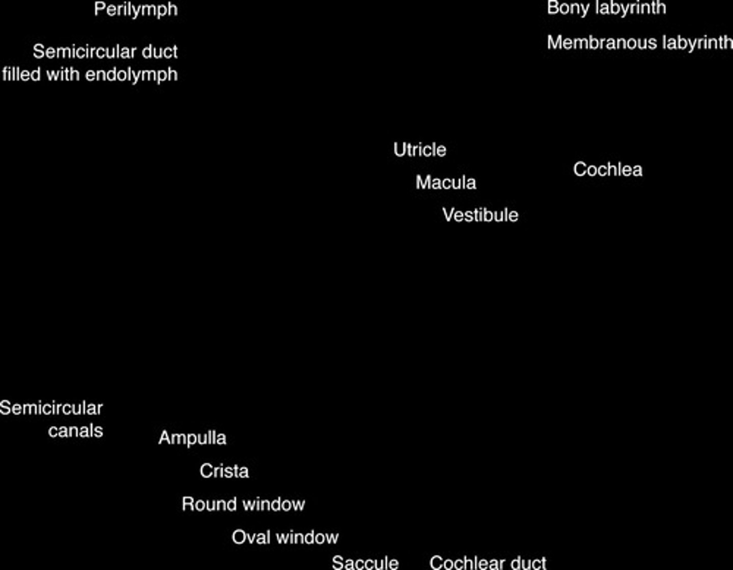<p>The structure in the inner ear that houses the membranous labyrinth and sensory organs for hearing and balance</p>